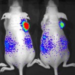 Optical imaging of mouse tumors