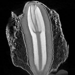 MicroCT image of Redwood seed